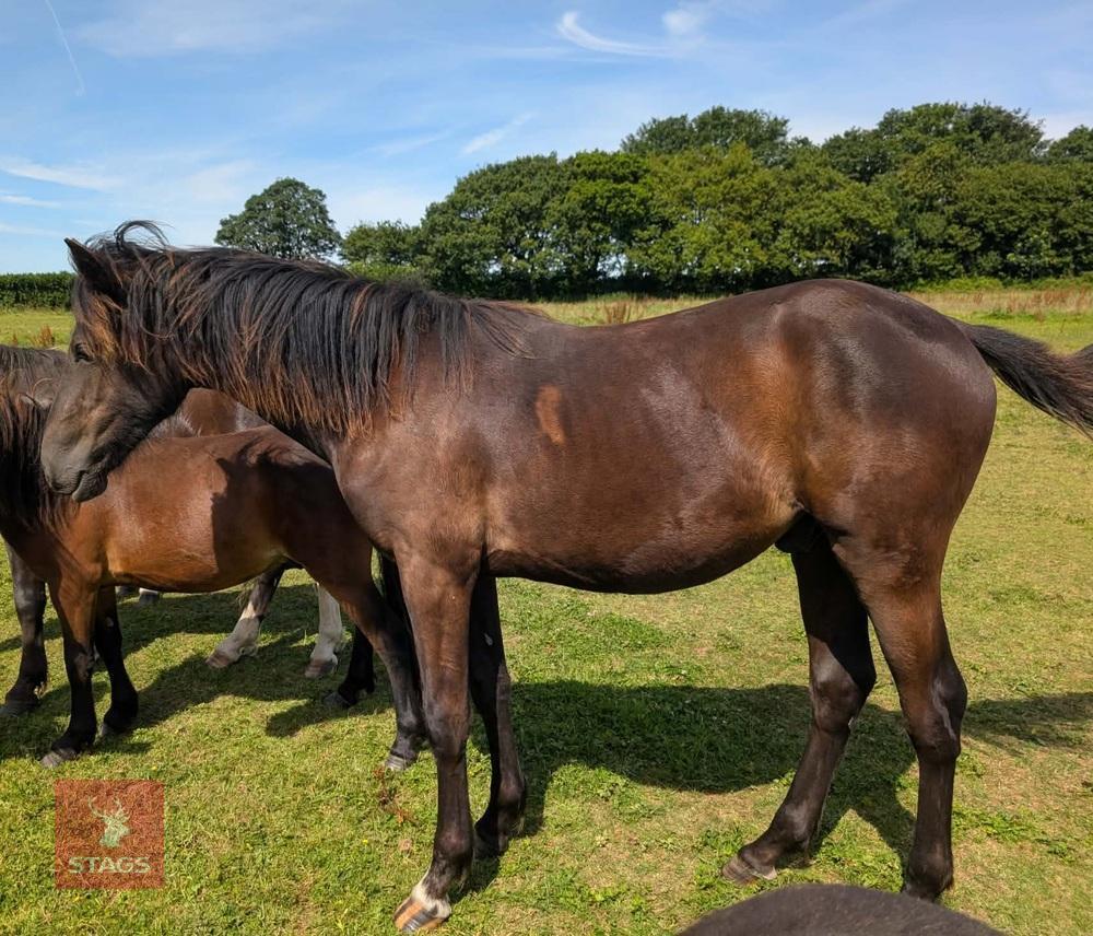 QUARTER X YEARLING COLT