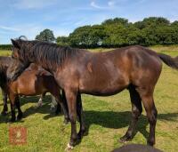QUARTER X YEARLING COLT