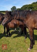 QUARTER X YEARLING COLT - 2
