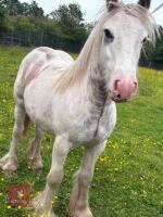 YEARLING COB COLT - 2