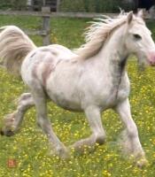 YEARLING COB COLT - 3