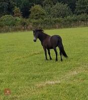 1YO IRON GREY DARTMOOR FILLY - 2