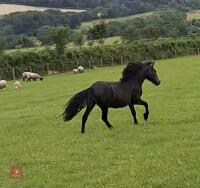 1YO IRON GREY DARTMOOR FILLY - 3