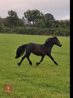 1YO IRON GREY DARTMOOR FILLY - 4