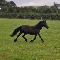 1YO IRON GREY DARTMOOR FILLY - 5