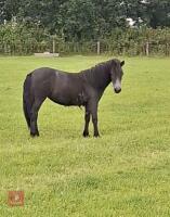 1YO IRON GREY DARTMOOR FILLY - 6
