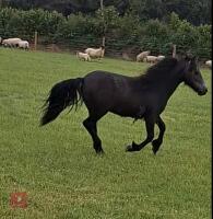 1YO IRON GREY DARTMOOR FILLY - 7