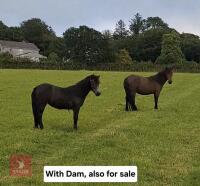 1YO IRON GREY DARTMOOR FILLY - 8
