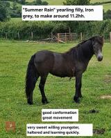 1YO IRON GREY DARTMOOR FILLY - 9