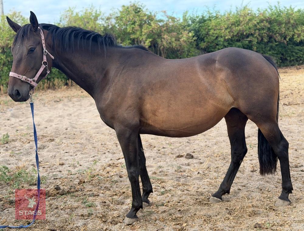 4YO 15HH THOROUGHBRED MARE