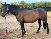 4YO 15HH THOROUGHBRED MARE