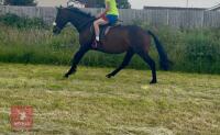 4YO 15HH THOROUGHBRED MARE - 2