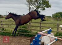 4YO 15HH THOROUGHBRED MARE - 3