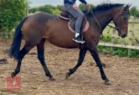 4YO 15HH THOROUGHBRED MARE - 4