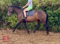 4YO 15HH THOROUGHBRED MARE - 5