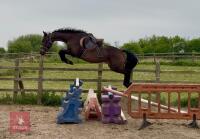 4YO 15HH THOROUGHBRED MARE - 6