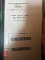 4YO 15HH THOROUGHBRED MARE - 7