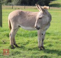 15YO MEDITERRANEAN MINI X JACK DONKEY