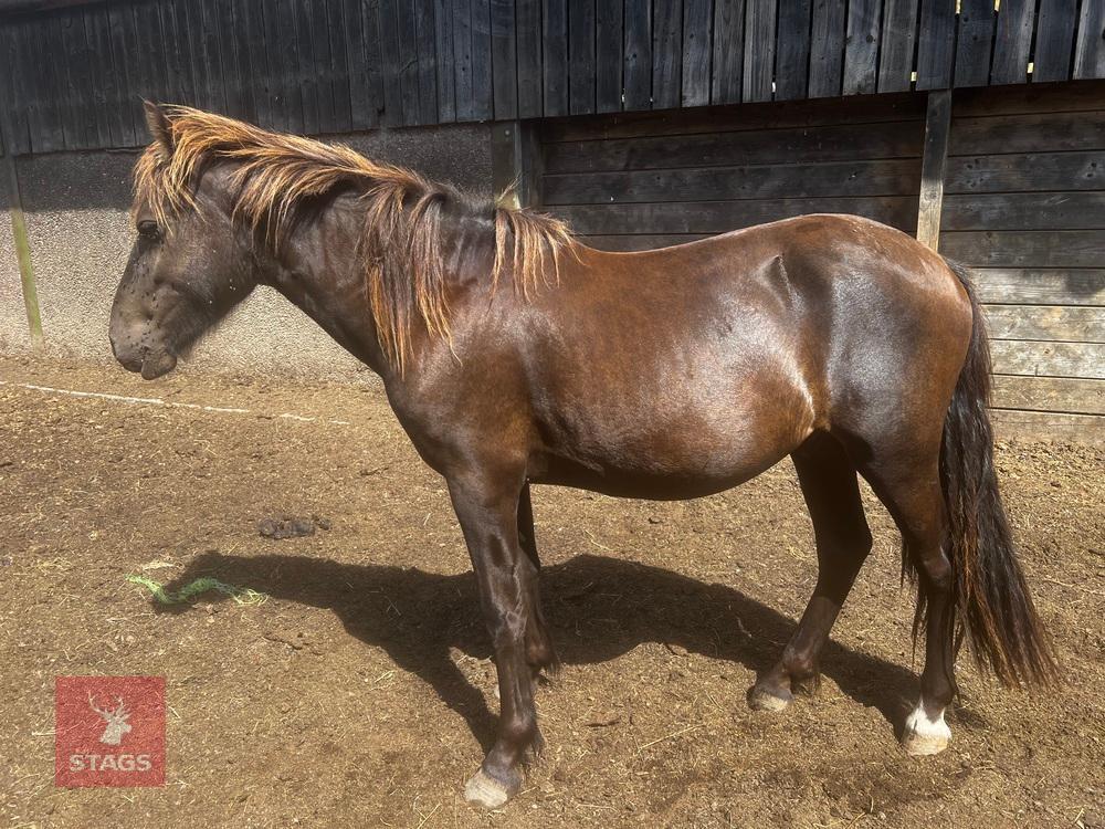 22MO WELSH SECTION D X COLT
