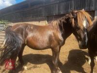 22MO WELSH SECTION D X COLT - 2