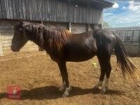 22MO WELSH SECTION D X COLT