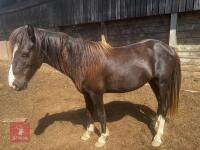 22MO WELSH SECTION D X COLT - 2