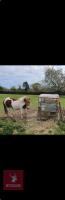 5YO 10.2HH PONY MARE - 3