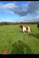 5YO 10.2HH PONY MARE - 4