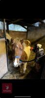 5YO 10.2HH PONY MARE - 5