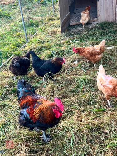 BREEDING GROUP OF BLACK COPPER MARAN - BIDS PER LIFE