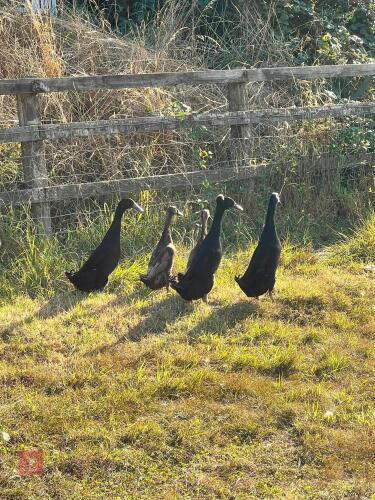BREEDING GROUP OF RUNNER DUCKS - BIDS PER LIFE