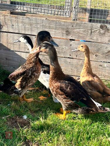 4 X 2MO MUSCOVY X RUNNER DUCKS - BIDS PER LIFE