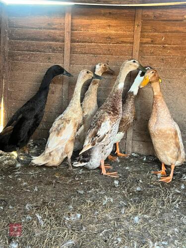 BREEDING GROUP OF RUNNER DUCKS - BIDS PER LIFE