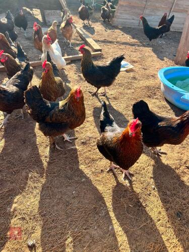 12 HEN CHICKS - BIDS FOR THE GROUP