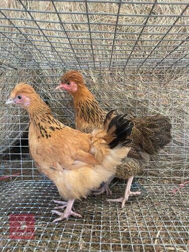 2 GOLDTOP BANTAM PULLETS - BIDS PER LIFE