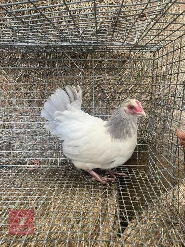 FEMALE CORONATION SUSSEX BANTAM