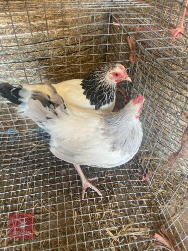PAIR OF LIGHT SUSSEX BANTAMS - BIDS PER LIFE