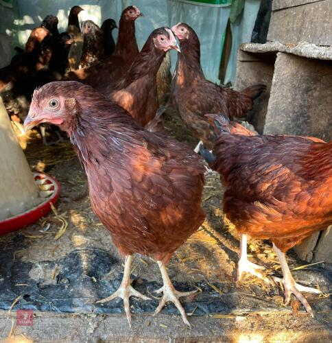3 RHODE ISLAND RED PULLETS - BIDS PER LIFE