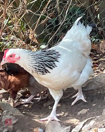 3 LIGHT SUSSEX PULLETS - BIDS PER LIFE