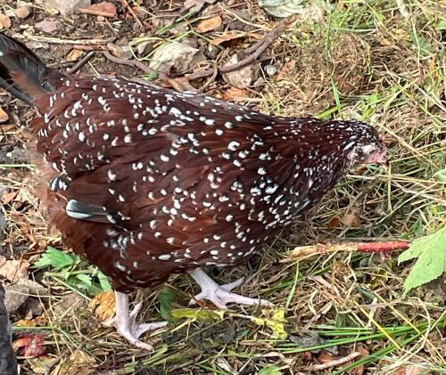3 SPECKLED SUSSEX PULLETS - BIDS PER LIFE