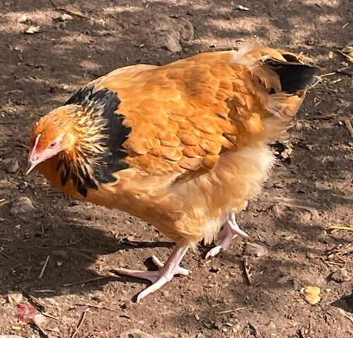 3 BUFF SUSSEX PULLETS - BIDS PER LIFE