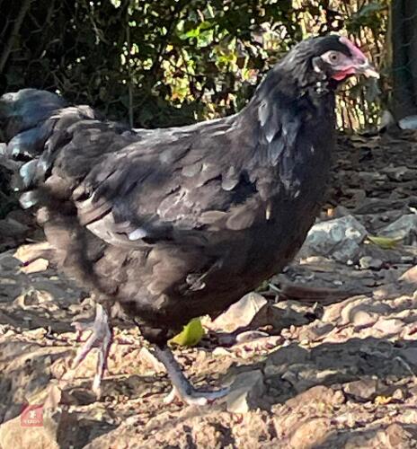 3 COPPER MARAN PULLETS - BIDS PER LIFE