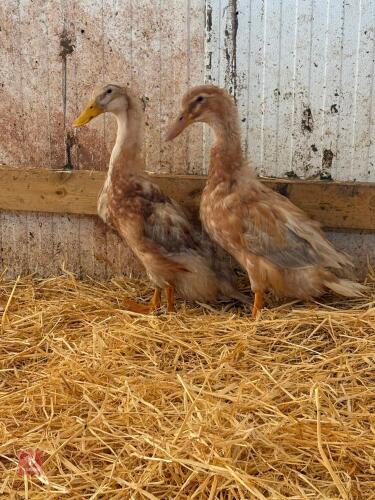 PAIR OF SAXONY DUCKS - BIDS PER LIFE