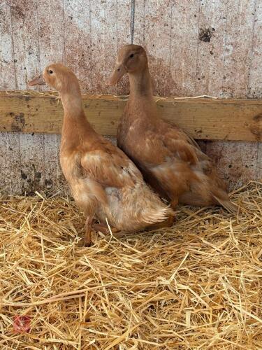PAIR OF BUFF ORPINGTON DUCKS - BIDS PER LIFE