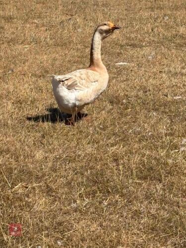 4 UNSEXED BUFF AFRICAN GEESE - BIDS PER LIFE