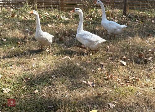 4 UNSEXED WHITE CHINESE GEESE - BIDS PER LIFE