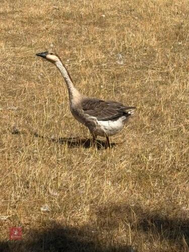 BROWN UNSEXED CHINESE GOOSE