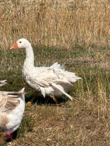 SEBASTOPOL GOOSE
