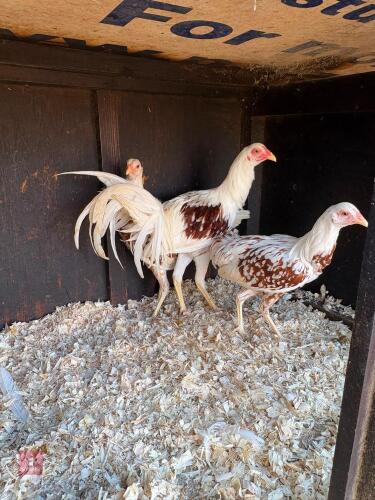 TRIO OF RED SADDLEBACK YOKOHAMA - BIDS PER LIFE