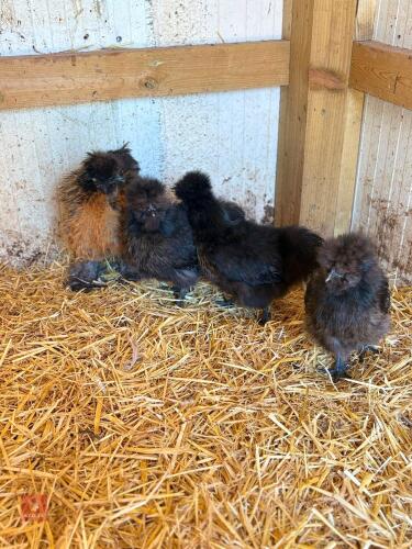 8 UNSEXED BLACK/GOLD SILKIE BANTAMS - BIDS PER LIFE
